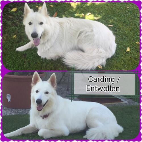 carding entwollen 21