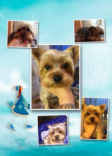 gepflegte hunde 026
