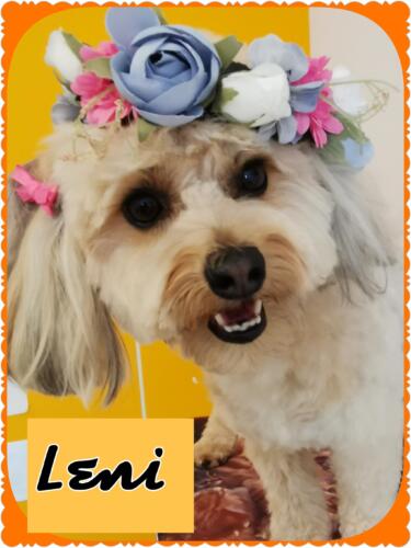 gepflegte hunde 133